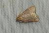 Hypsopygia glaucinalis